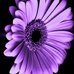 Meet your Posher, Beverly